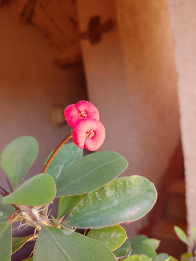 Les Jardins Du M'Goun Bed & Breakfast Kelaat-M'Gouna Luaran gambar